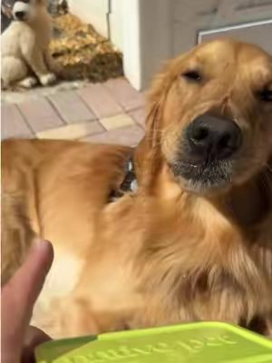 If you’re having trouble with any hotspots on your golden retriever, I have something for you ❤️ #tiktokshopcreatorpicks #dogmom 