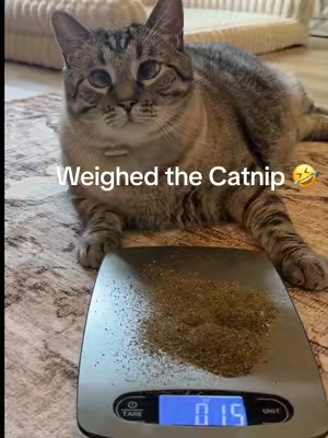 Seriously try these catnip toys at least once! Your cat will go crazy in a good way 🤣 #cattoys #catnip #catsoftiktok #catmom #catlover 