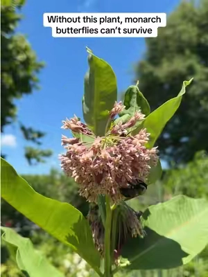 Monarch butterflies depend on milkweed. Milkweed is their host plant - the only plant that monarch butterflies lay their eggs on. This packet comes with 500 native milkweed seeds, 5 varieties - all heirloom seeds.