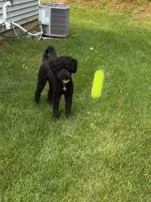automatic ball launcher for fetch!! Just need to train her to put it back in there herself 😂 #dogmom #dogdad #dogtoys #tiktokshopsummersale #dogsoftiktok 