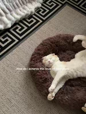 oh he fits purrfectly in his new donut bed 🍩 @Bedsure Pet #cattok #catsoftiktok #summerwins #PetsOfTikTok 