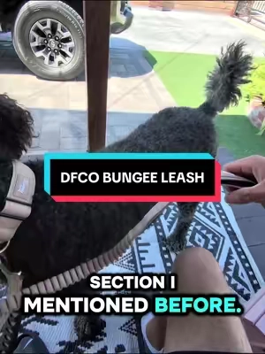This takes walking your dog to the next level 🔥#fyp #dogs #dfcoambassador #dfcojuly #leash @dogfriendlyco 