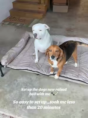 They love their new raised bed 🥹😍 I got the 59x37.5x9 in the beige! #dogmom #dogbed 