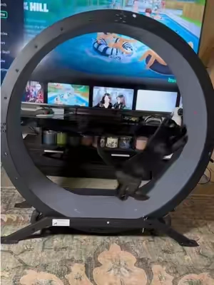 Teaching beans how to use the wheel 🐈‍⬛ ( this wheel is good for kittens and small cats, but not big kitties ) 💞 #cats #catsoftiktok #catlover #cattok #PetsOfTikTok 