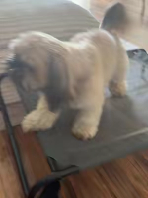 #dogbed #frenchbulldog #dogcot #coolingpetmat #frenchie 