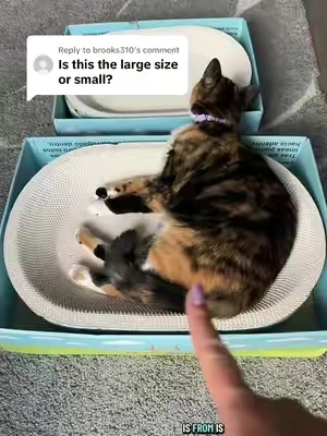 Replying to @brooks310 you may be disappointed if you get the small one #catscratcher #scratcher #catbed #catfurniture #catstuff 