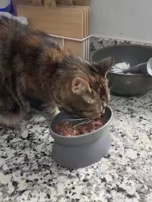 #catessentials #catfood #solidgold 