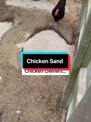 Sand for chicken coops and runs #backyardchickens #chickencoop #homesteaders #homesteading #chickensoftiktok 