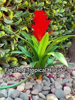 They're finally planted and I LOVE how they turned out! 🌺 These Ivydale Artificial Flowers for Outdoors completely transformed my tropical hillside with bright red color that looks beautiful from a distance. They're UV resistant, low maintenance, and perfect for outdoor landscaping, garden beds, slopes, patios, porches, and planters if you want year-round color without watering. #TikTokMadeMeBuyIt #OutdoorLandscaping #ArtificialFlowers #GardenInspiration #SummerSale 
