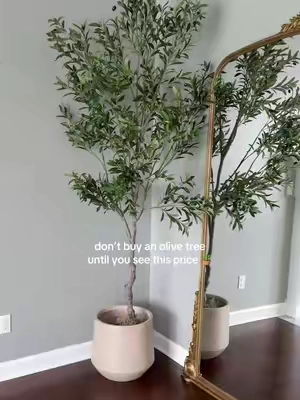 Dreaming of an olive tree? 🌿 Before you pay store prices, check these out. They add an elevated look to your space without breaking the budget. If the link is still there, you’re in luck! #affordableolivetree #olivetree #affordabledecor #homedecor #indoortree 