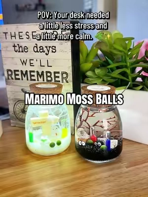 The cutest low-maintenance desk pet ever. 🌿✨ #marimomossball #deskpet #deskdecor #officedecor #StressRelief 