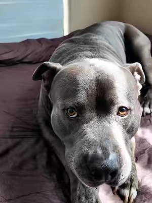 Para perros destrozadores esta es la cama ideal #bed #dog #arruinateconmigo #parati 