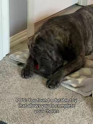 #boerboel #durablechewtoy #dogtoy #toughchewer #bestdogtoy 