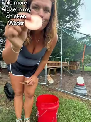 No more cleaning chicken waters all the time! @TheCopperChicken #chickencooper #chickenwaterer #backyardchickens #tiktokshopcreatorpicks #chickenfeed 