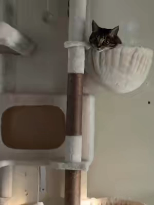 @MUTICOR @MUTICOR #catsoftiktok #catslovers #fyp #fyppppppppppppppppppppppp #cat 