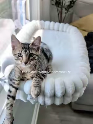 Just 2 cuties enjoying their favorite window hammock. This is the large and it stays up perfectly even when Cookie hops on too.  Its also easy to wash.  #windowhammock #windowperch @CheerPals #tiktokshopsummersale #catfurniture #cutekittens 