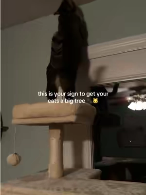 all the things I get for them, their trees is what they use most 😅 this one is over 5ft tall (66in) and pretty spacious! make sure to double check the listing as they have different sizes!  #cattree #spoiledcats #catsoftiktok #tiktokfinds #catmusthaves 