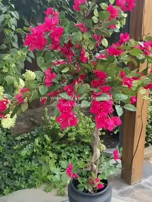 The most gorgeous faux bougainvillea! #bougainvillea #fauxplants #fauxflowers 