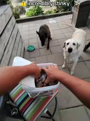 Your dogs will love these treats 🐶🤝 #dogsoftiktok #DogTraining #dogtreatsandtoys #dogfoodrecipe #dogfood 