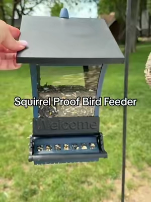The backyard birds are finally eating in peace instead of being chased away by hungry squirrels 🐦👏🏼😌 #squirrelproofbirdfeeder #birdtok #backyardbirds #birdfeeder #birdfeeding 