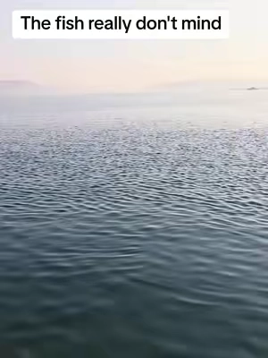 This is a great reel without breaking the bank. #fishing #fishinglife #fishingtips #fishinggear #tiktokshopsummersale 