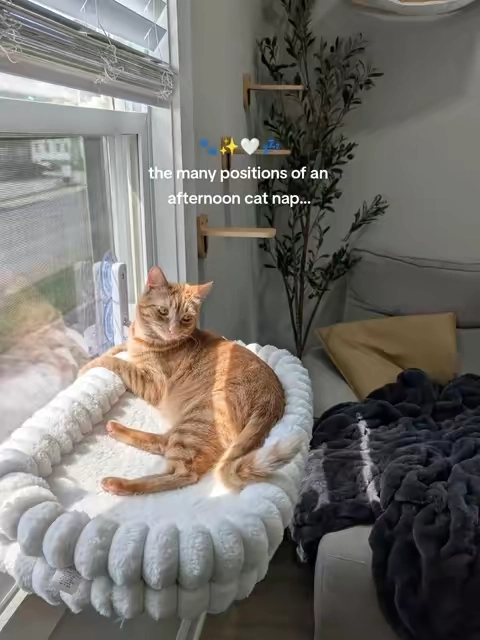 He always looks so cute when he naps on this window hammock. Its super soft, washable and stays up great. I got the lg but it also comes on a medium.  #catwindowperch #windowhammock #tiktokshopsummersale @CheerPals #catnap #catfurniture 