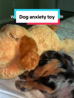 my puppy loves this #puppytoy #anxietytoy #minidachshund #snugglepuppy 