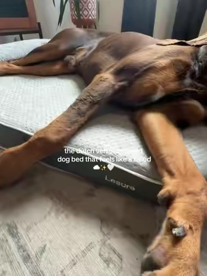 when @Lesure Pet releases a new dog bed you RUN! The RealOrtho 3-Layer Orthotic memory foam dog bed is a new level of luxury and comfort✨☁️ And it’s made for the big dogs too! #dogbed #orthopedicdogbed #petbed #dogessentials 