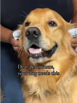 I don’t know who needs to hear this, but you need to clean your dogs ears. ##petcare