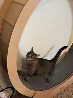 HER IS SO FAST 💨 #cats #catsoftiktok #catlover #cattok #PetsOfTikTok 