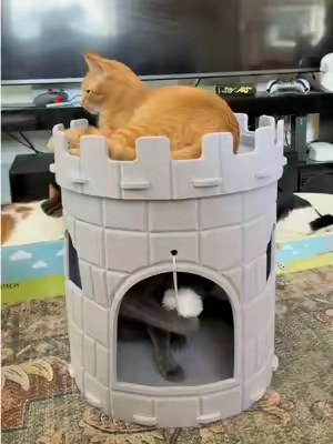 They’re the kings of the house ( and the world ) 🏰 #cats #catsoftiktok #catlover #cattok #PetsOfTikTok 