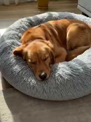 POV: Your dog just found their new favorite spot 🐶✨ This fluffy bed is *chef's kiss* #weeklydeals #payday #RushReady #tiktokshopsummersale #DogBedGoals #PetEssentials #TikTokMadeMeBuyIt #FYP