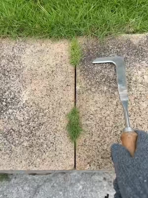 Do you still use butter knife,screwdriver and propane torch for this type grass in crevice? #crevicetool#magictools#drivewaycracksgrass#DealsforYouDays#summerwins