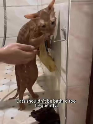 #catlover #catsoftiktok #DealsForYouDays #cathealth #catmom 