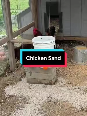 Chicken sand for your chicken coop #backyardchickens #chickencoop #chickensoftiktok #homesteading  #homesteaders 