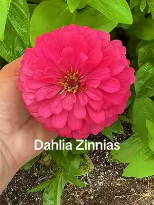 If you’re looking for one flower that delivers big blooms, nonstop color, and attracts pollinators, Dahlia zinnias deserve a spot in your garden. Their large, fully double blooms look like miniature dahlias, making them a stunning choice for flower beds, bouquets, and cutting gardens. They’re easy to grow from seed, thrive in full sun, and bloom from summer until the first frost with regular deadheading. Whether you’re a beginner or an experienced gardener, Dahlia zinnias bring vibrant color, butterflies, bees, and endless fresh-cut flowers right to your backyard. 🌸🐝 #DahliaZinnias #Zinnias #CutFlowerGarden #FlowerGarden #GrowFlowers     