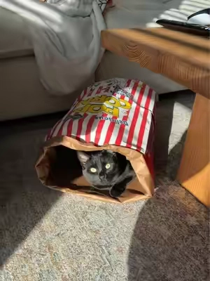 Cat Crinkle Bag‼️ #cattok 