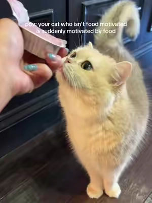the aggressive licks 😂 will only do treats for acai bowls @PAWBIO 