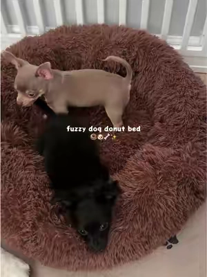 their fav fuzzy bed 🐻🤍☁️@Lesure Pet #dogbed #dogbeds #lesurepet #puppyessentials #dogmom 