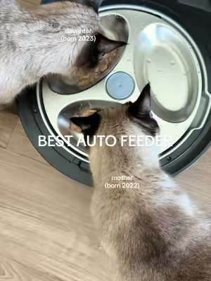 Got another wet food feeder so they wouldn’t have to share but baby only wanted to eat with her mother. 🥲 @Petlibro #automaticwetfoodfeeder #catfeeder #tiktokshopsummersale #tiktokshopcreatorpicks #petlibro 