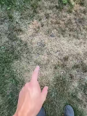I absolutely love this lawn treatment from Simple Lawn Solutions!#tiktokshopcreatorpicks #fyp #lawncare 