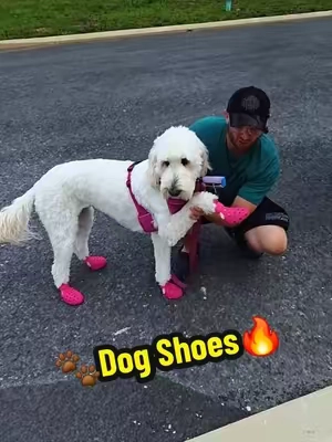 🐾 I finally found a SHOE to protect my DOG'S PAWS from the HOT Pavement!!🔥 #pawprotection #dogpaw #dogmusthaves #dogparents #dogaccessories 