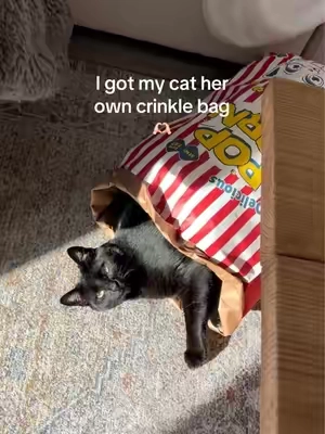 And she loves it😭 It’s quite deceiving too, plenty of space for larger cats! #cattok #catsoftiktok #pets #pettoy 