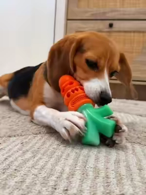 part 2 of the 10 minute chew toy test & this one was a win 🥹 Rare is a rescue beagle from the ridglan farms and she has a fixation on chewing to relieve her stress & anxiety but she breaks almost every toy we try so this series is to test out “aggressive” and “durable” chew toys to see which pass the Rare test and maybe help some dog parents going through the same struggle.  This bacon flavored chew toy held up really well and kept her super stimulated and engaged! She loved chewing the different textures and wasn’t able to rip any pieces off. First win of the series!! 🥲 Linking it here & stay tuned for part 3! #dogtoy #dogchewtoy #dogtoyreview #beaglemom #TiktokShopCreatorPicks  