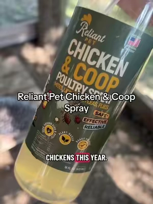 Every flock owner knows prevention is easier than dealing with an infestation. This Reliant Pet Chicken & Coop Spray is formulated to help with mites, lice, ticks, fleas, and flies. The product says it’s safe for use on chickens and that there’s no need to discard eggs after use. If you keep chickens, this is one of those items that’s worth keeping on the shelf just in case. #BackyardChickens #Homestead #ChickenKeeper #Poultry #chickensoftiktok 