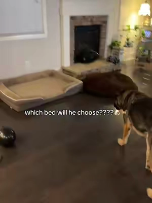 I tried the other bed for over a year. I just got this one a few weeks ago and he lays in it constantly. #dogs #dogbed #dog #muddymat #muddymatbed 