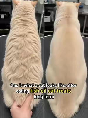 Feed your cat some fish oil cat strips every day, and it will stop shedding its fur#cat #TikTokShopDealsforYouDays #fishoil #cattreats #cathealth 