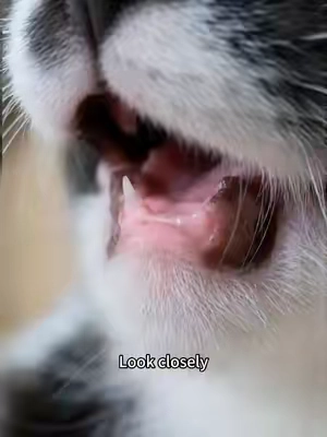 #catmom #catsoftiktok #DealsForYouDays #catlover #catnip 