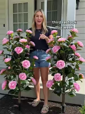 My neighbors think I hired a landscaper! These faux camellias are the ultimate low-maintenance porch hack. So vibrant and realistic! 🌸🏡 #porchdecor #artificialplants #curbappeal #gardenhack #tiktokmademebuyit