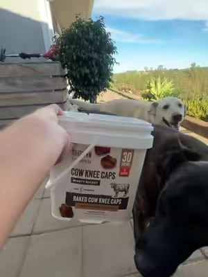 My dogs have been loving these single ingrediant cow knee caps 🐶🤝 #cowkneecaps #dogfood #dogtreats #dogtips #crazydog 